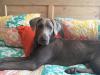 Goose on the bed